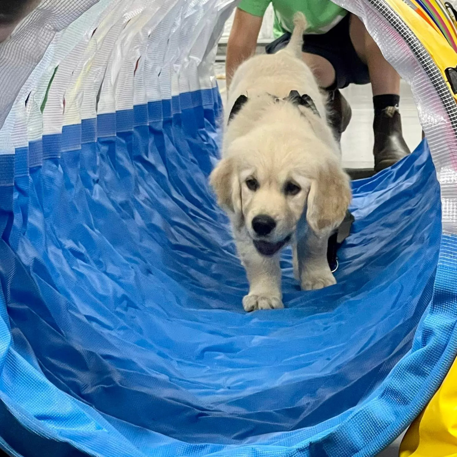 A puppy named Arlo walking through a tunnel at positive puppy training