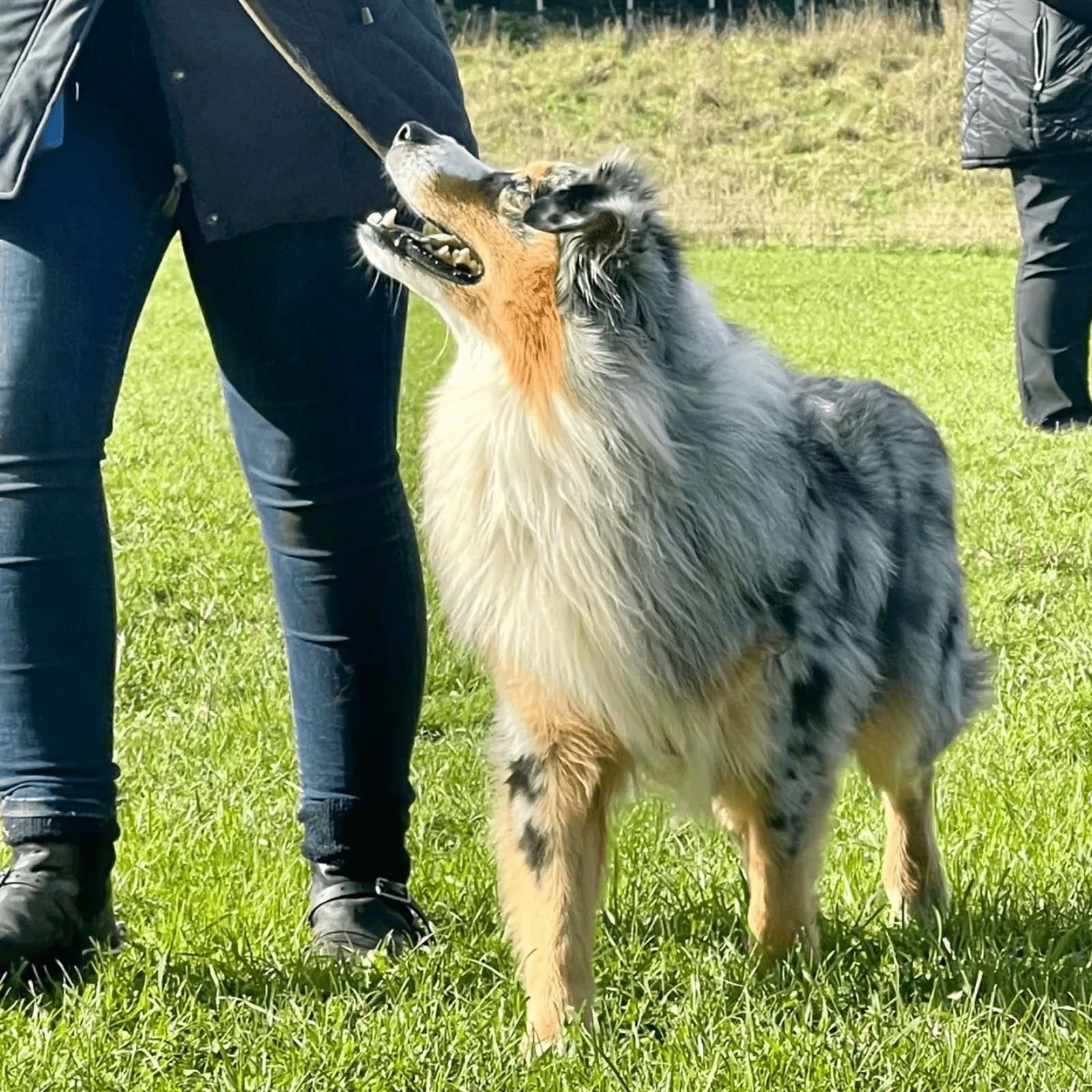 An Australian shepherd named Winston walking outside alongside owner