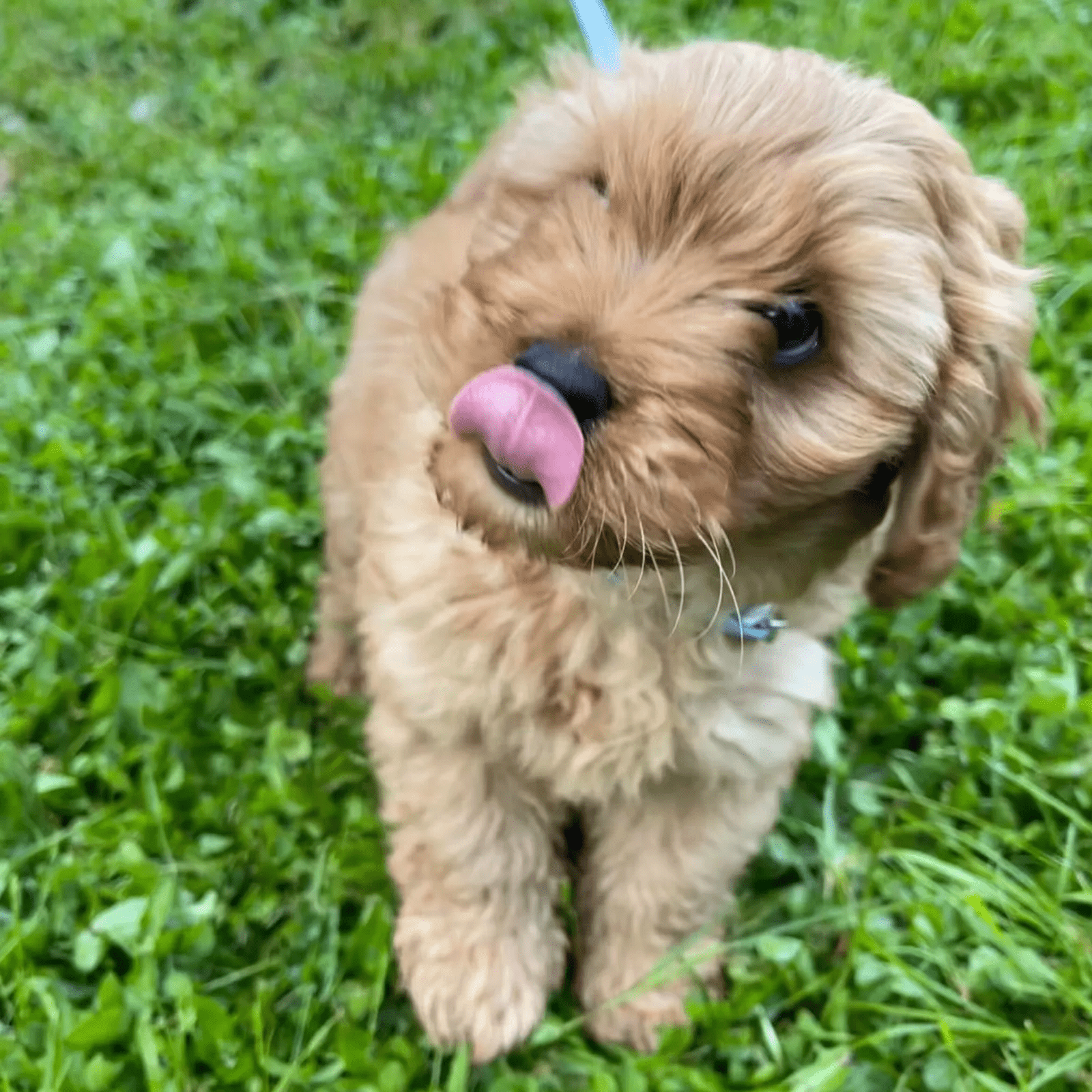 A caramel cavoodle named Dolly standing outside in grass while licking their nose