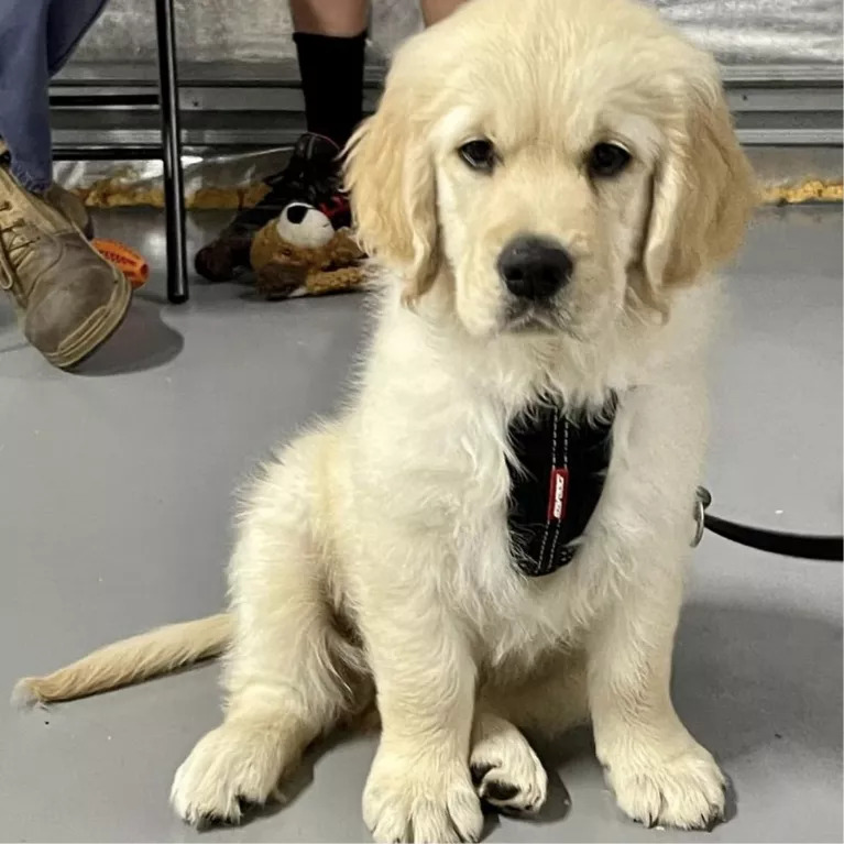 Arlo, a labrador puppy sitting down on the ground