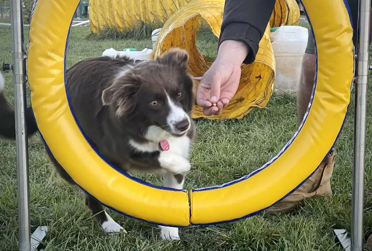 va, a brown border collie, in training about to jump through a hoop for a reward