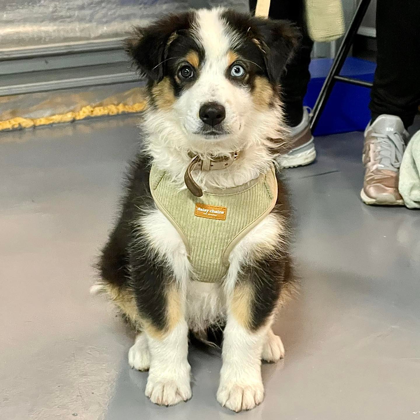 A puppy named Bentley with heterochromia sitting down inside