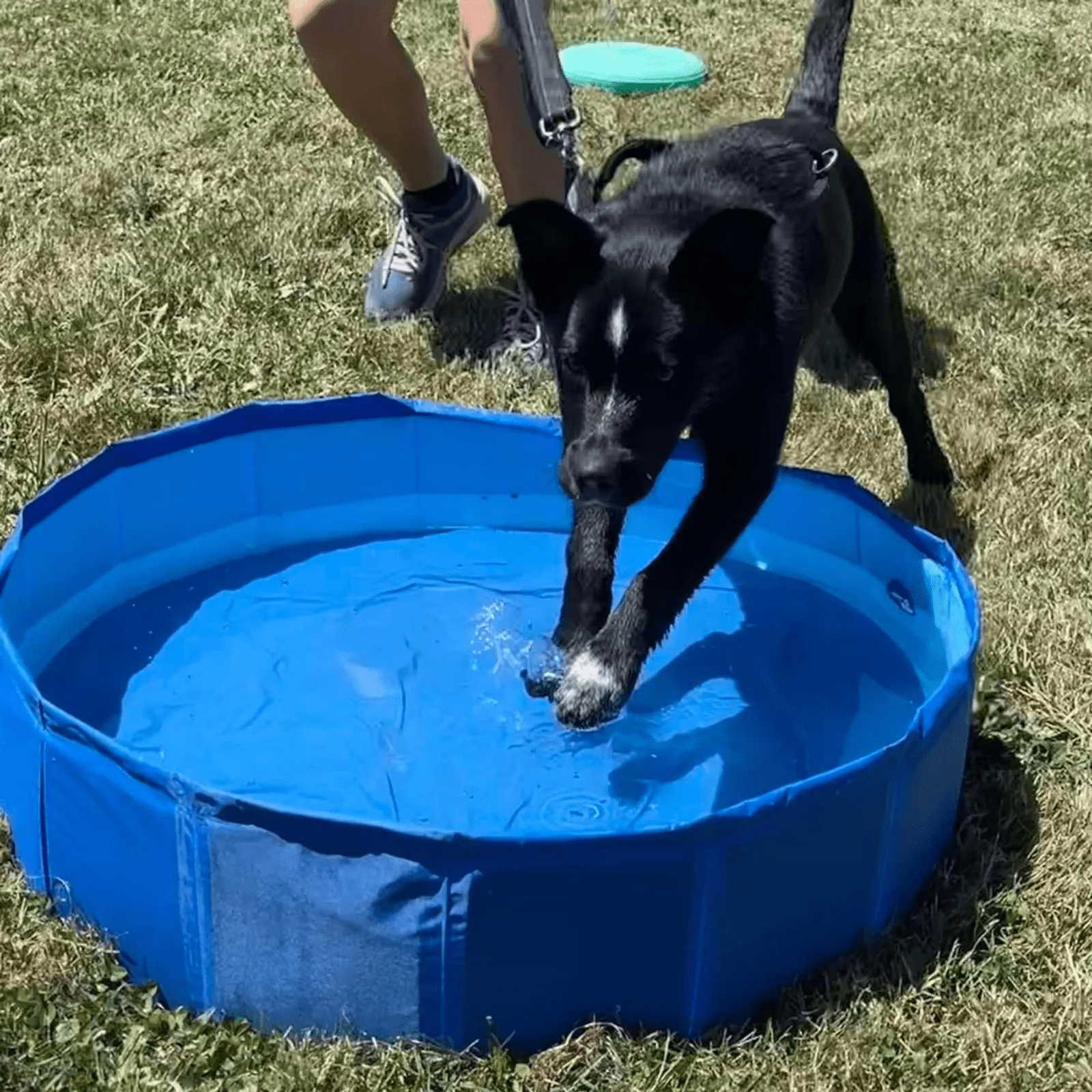 A dog named Bob about to jump into a small pet pool