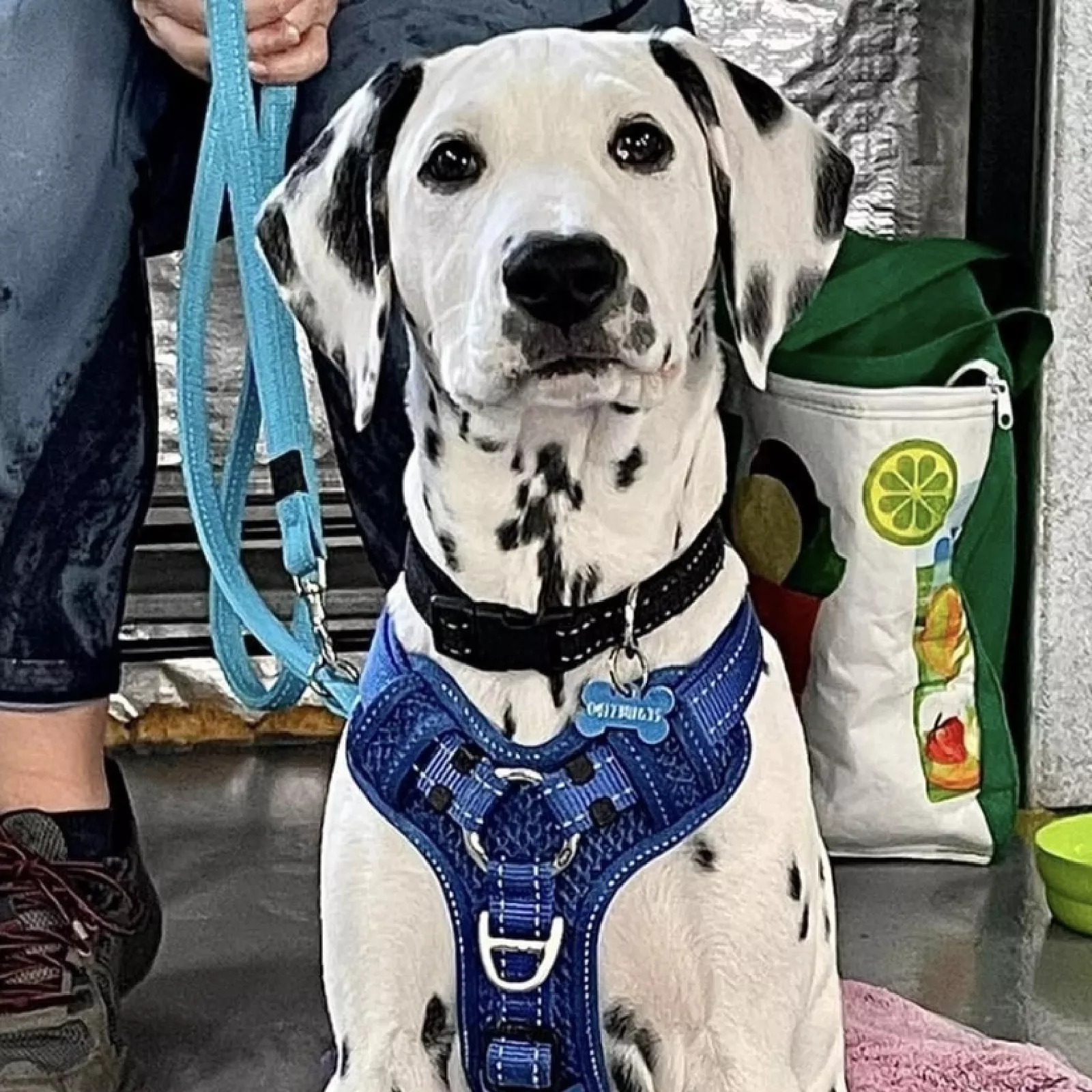 Bonnie, a dalmation, wearing an adjustable harness at training