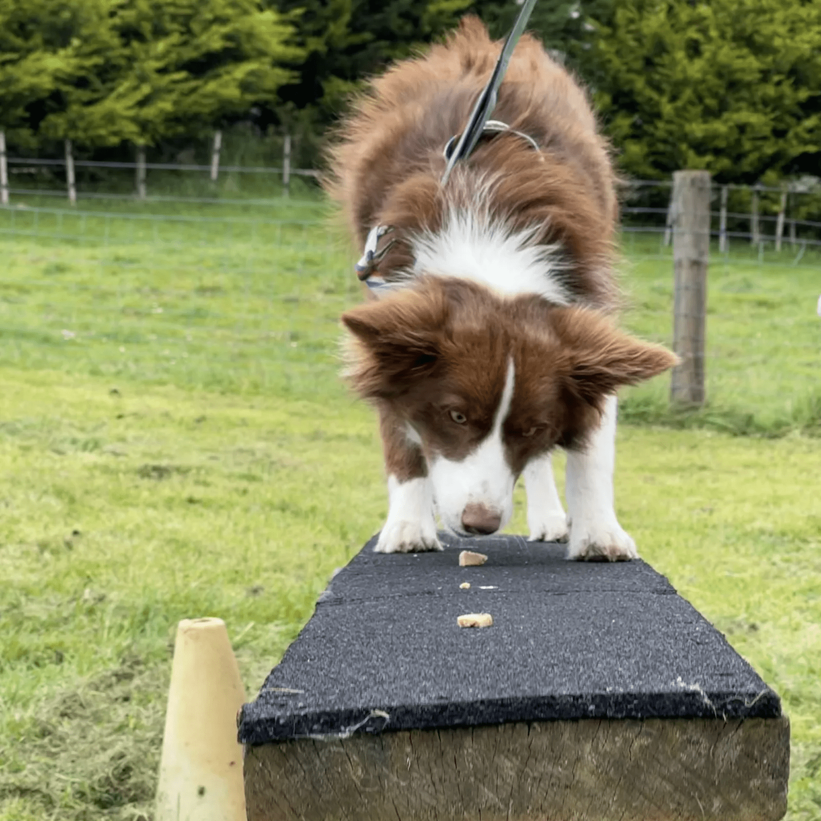A red border collie named Bonnie in recall training