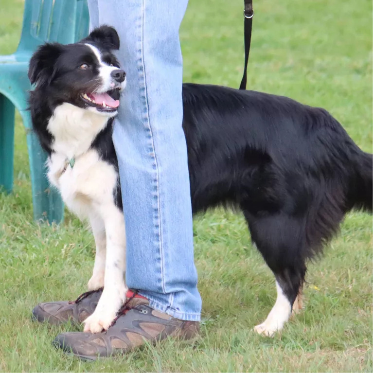 Border collie named Callie standing between owner's legs at training session