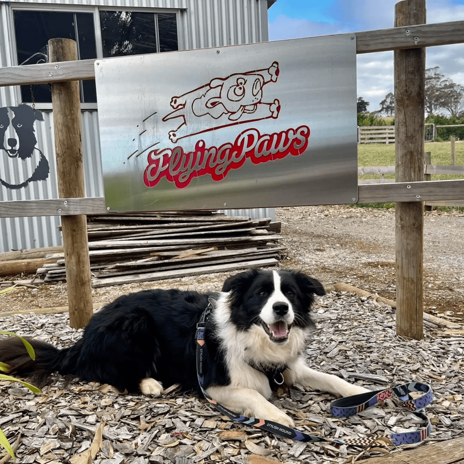 A border collie named Charlie outside laying in front of the Flying Paws sign