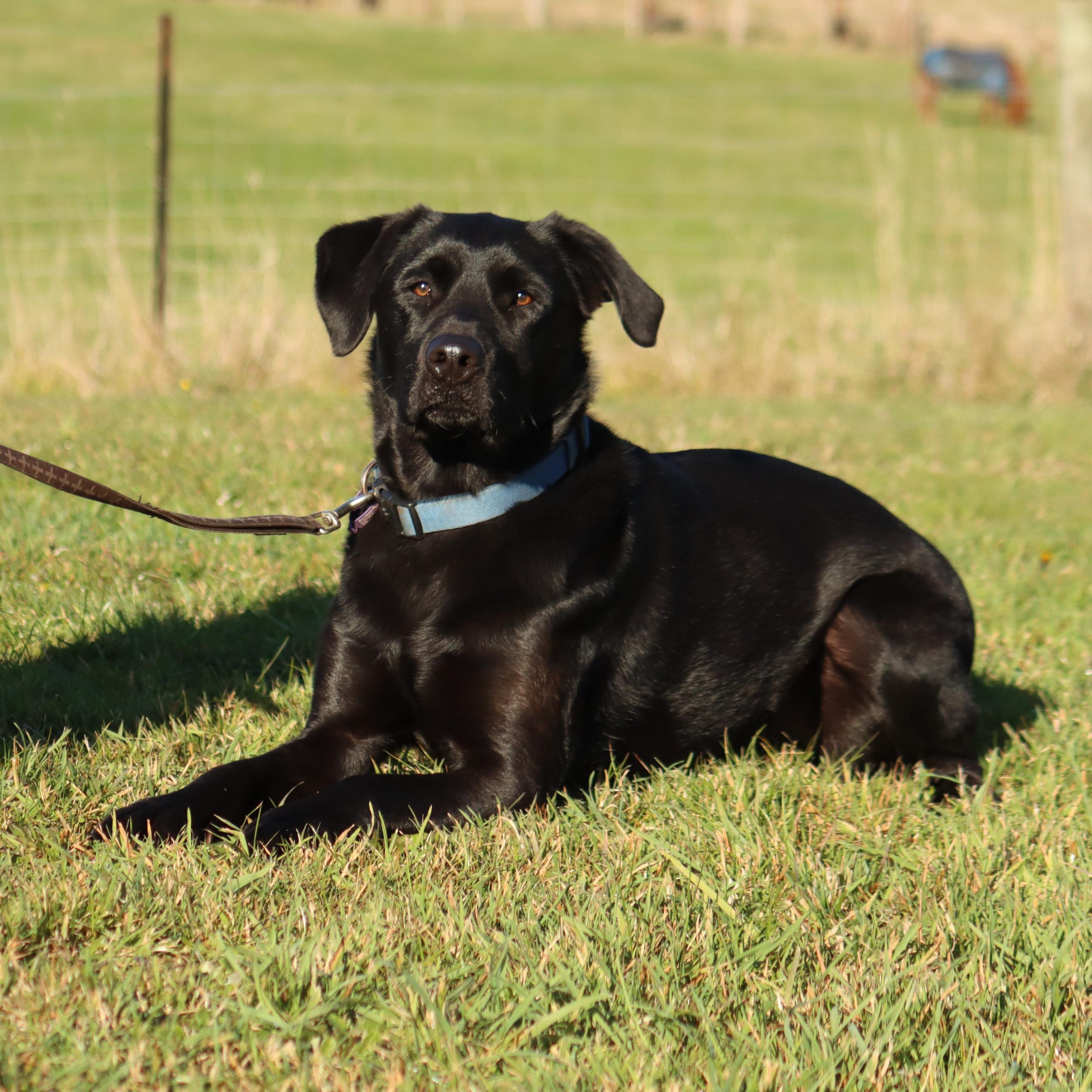 A black dog named Charlie laying down on grass