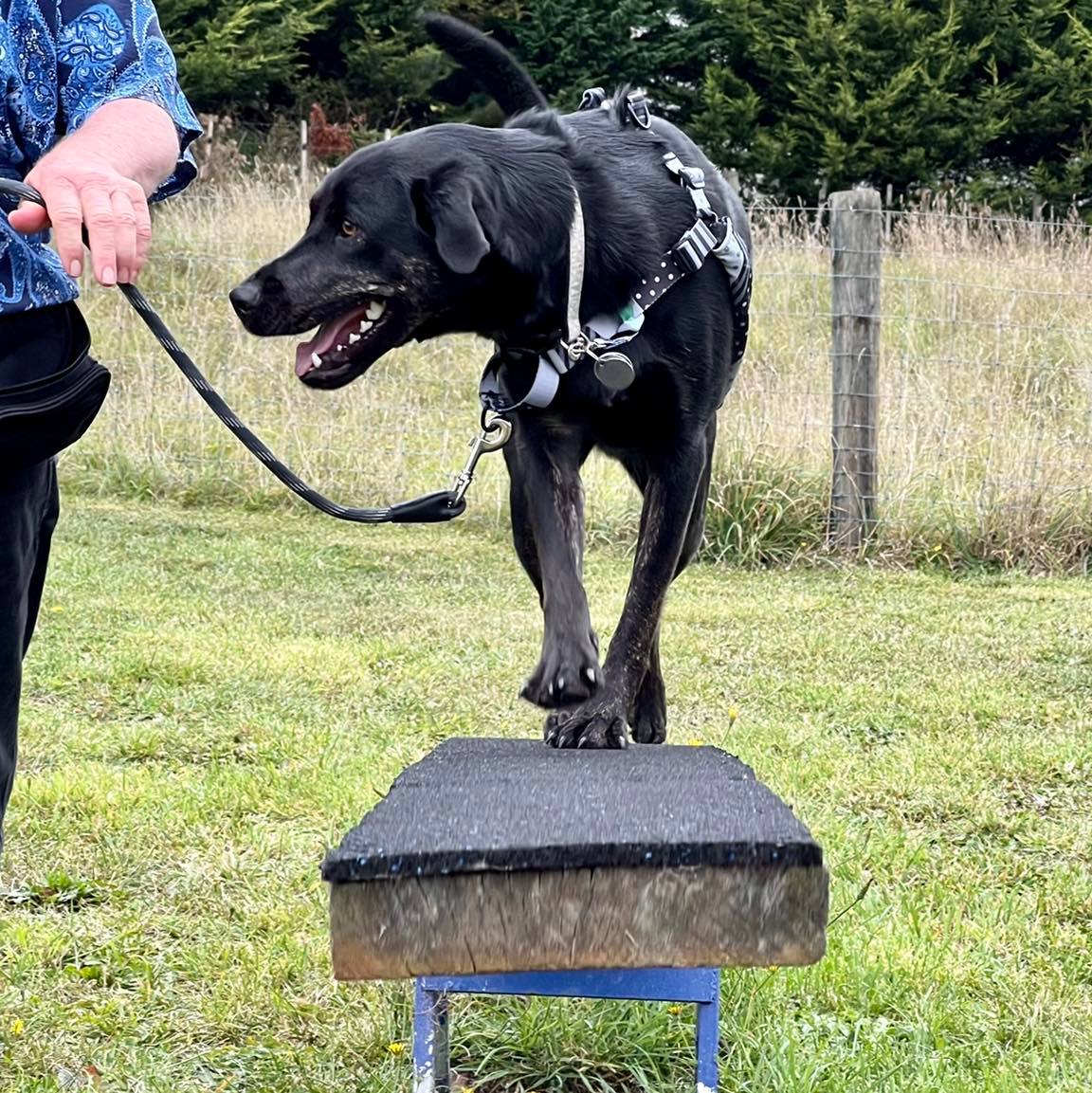 A black dog named Chicca training