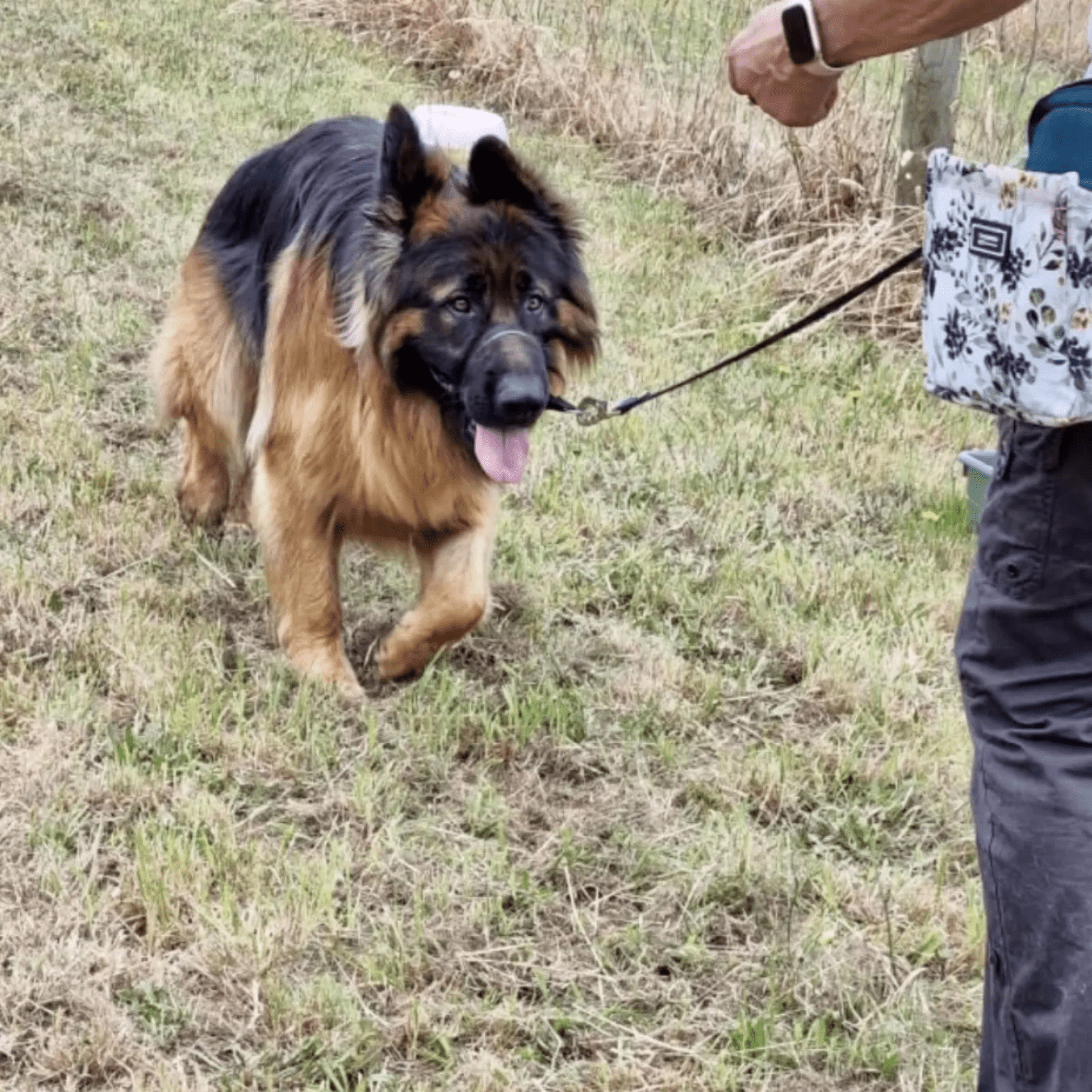 A dog named Jaeger in training during the Adventure Series course