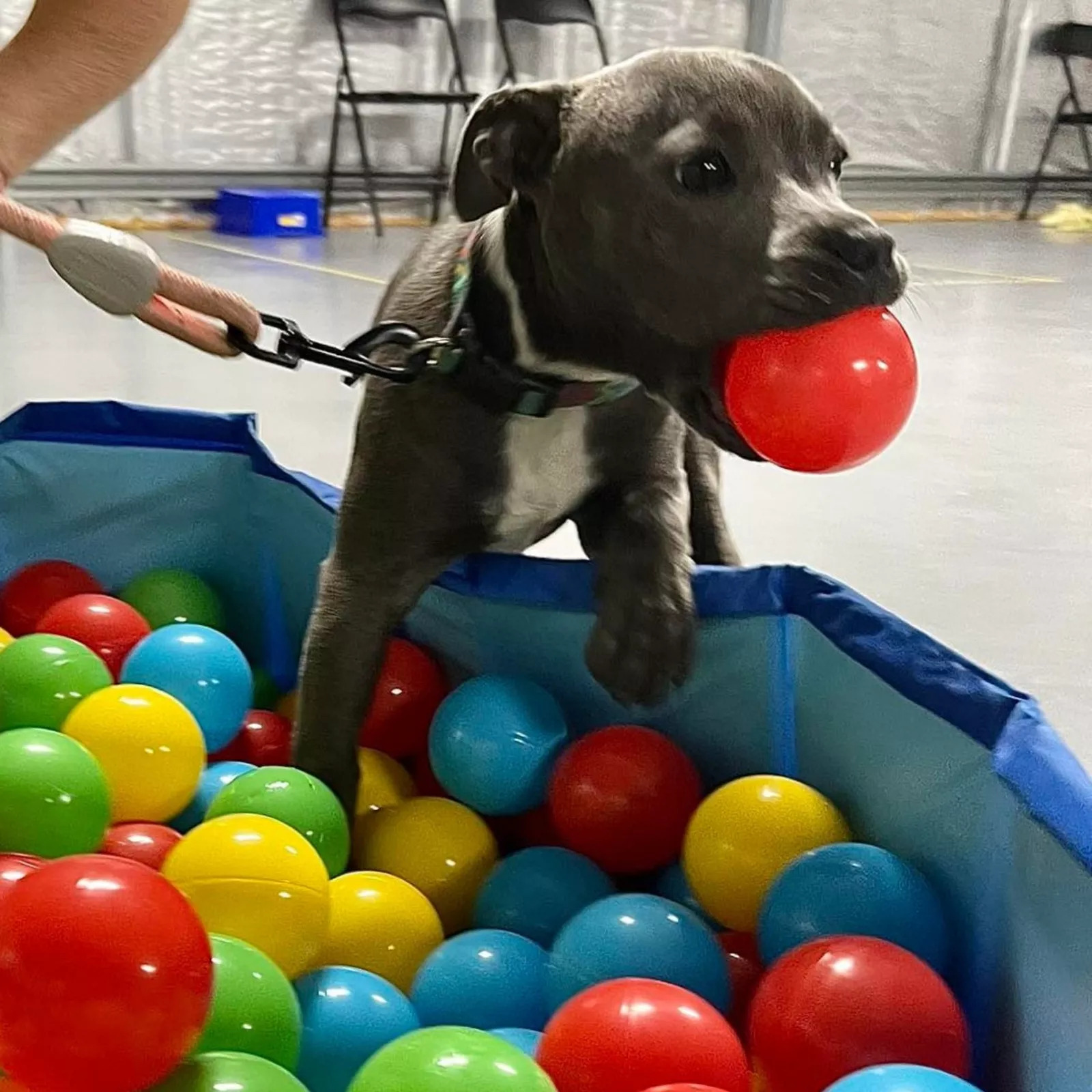 Jethro, a blue staffy puppy, grabbing a red ball from a ball pit