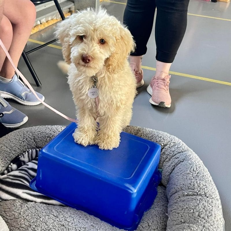 Positive Puppy Program | Flying Paws | Dog Training