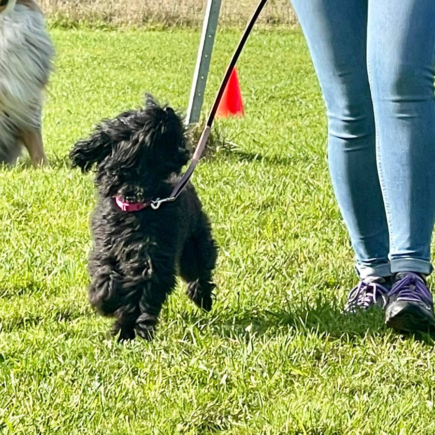 A dog named Lola outside running alongside their owner