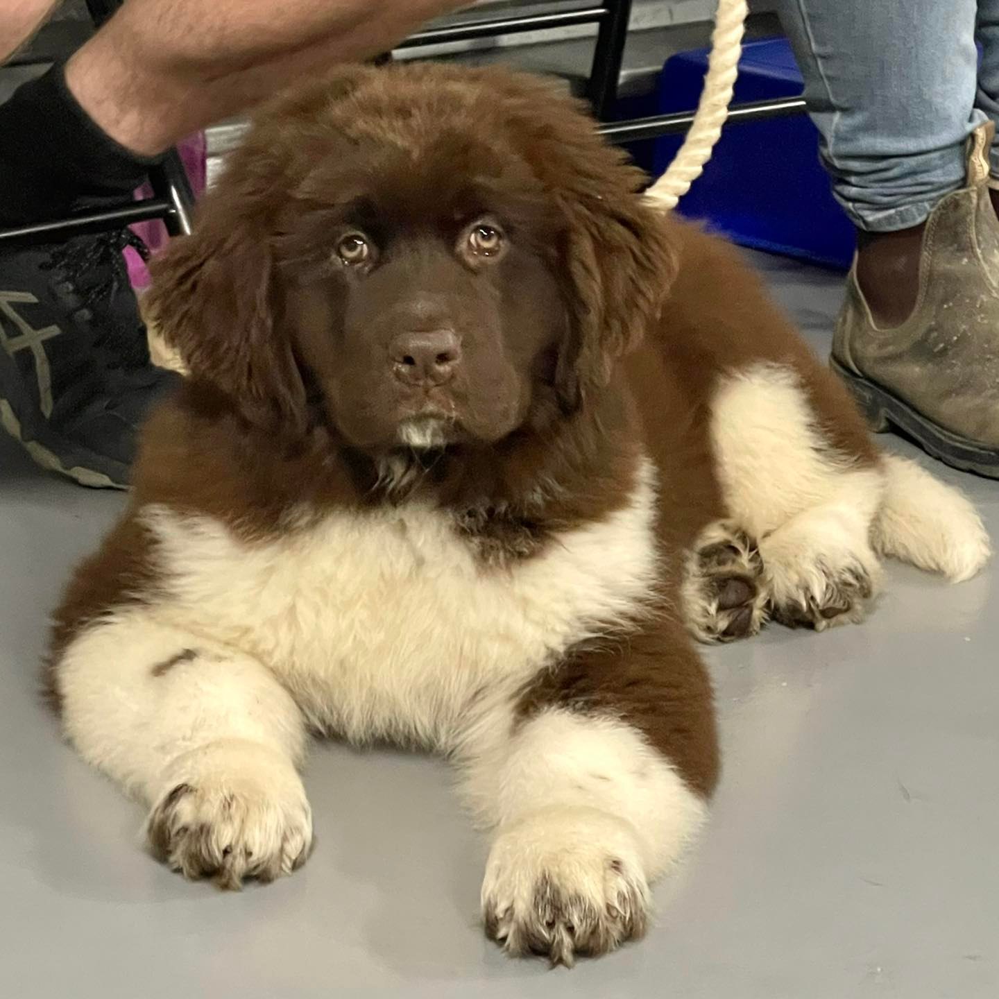 A newfoundland puppy named Maggie laying on ground