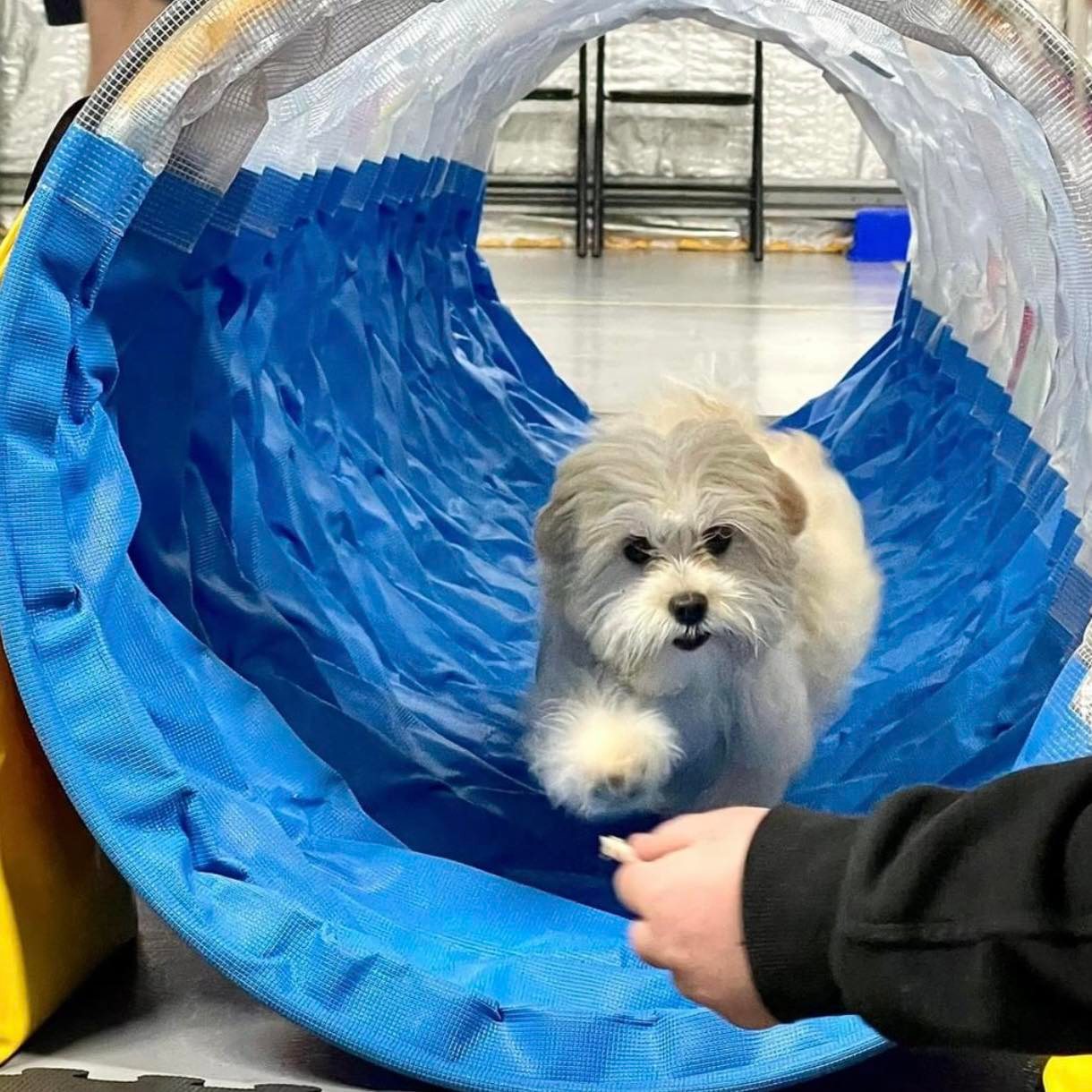 A dog name Maisy in a tunnel during training