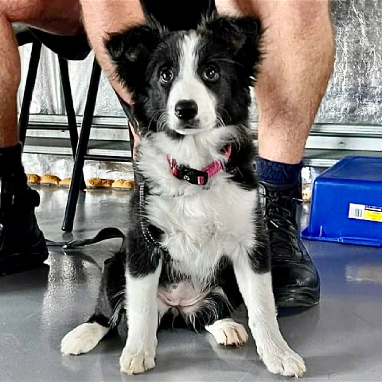 Marli, a border collie puppy, sitting in front of owner