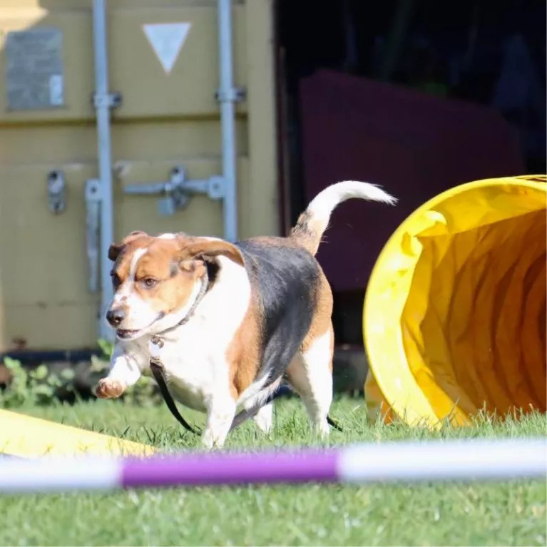 A dog named Max outside during agility training