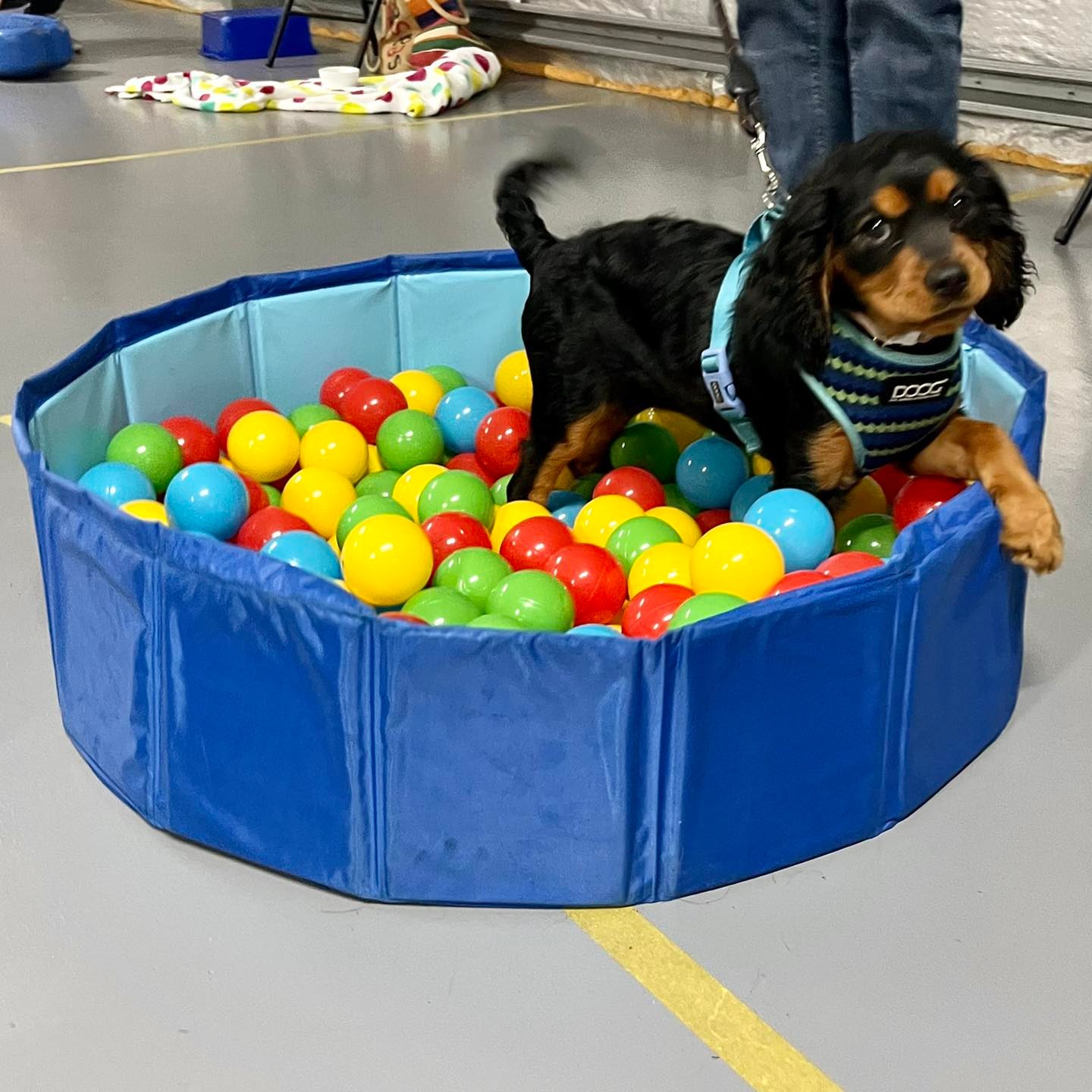 A dog named Millie in a multicoloured ball pit