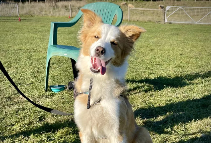 Milly, a red border collie, sitting in the sunlight and smiling with tongue out