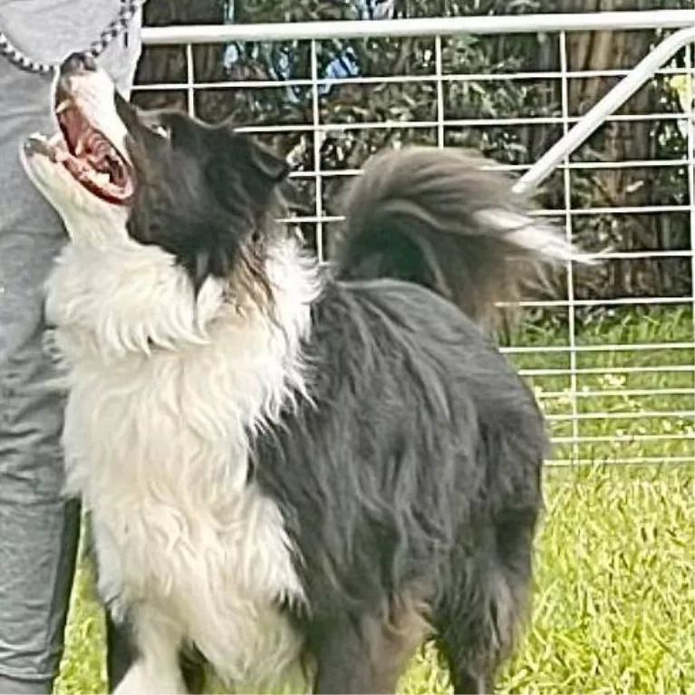 A border collie named Ockie heeling