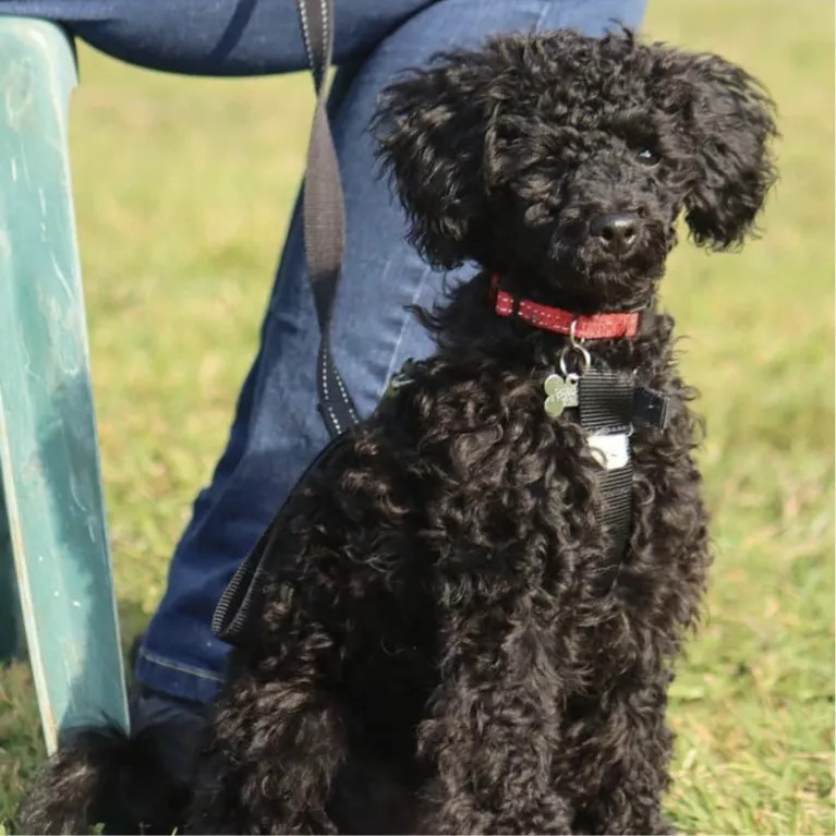 Percy, a toy poodle, sitting down on grass