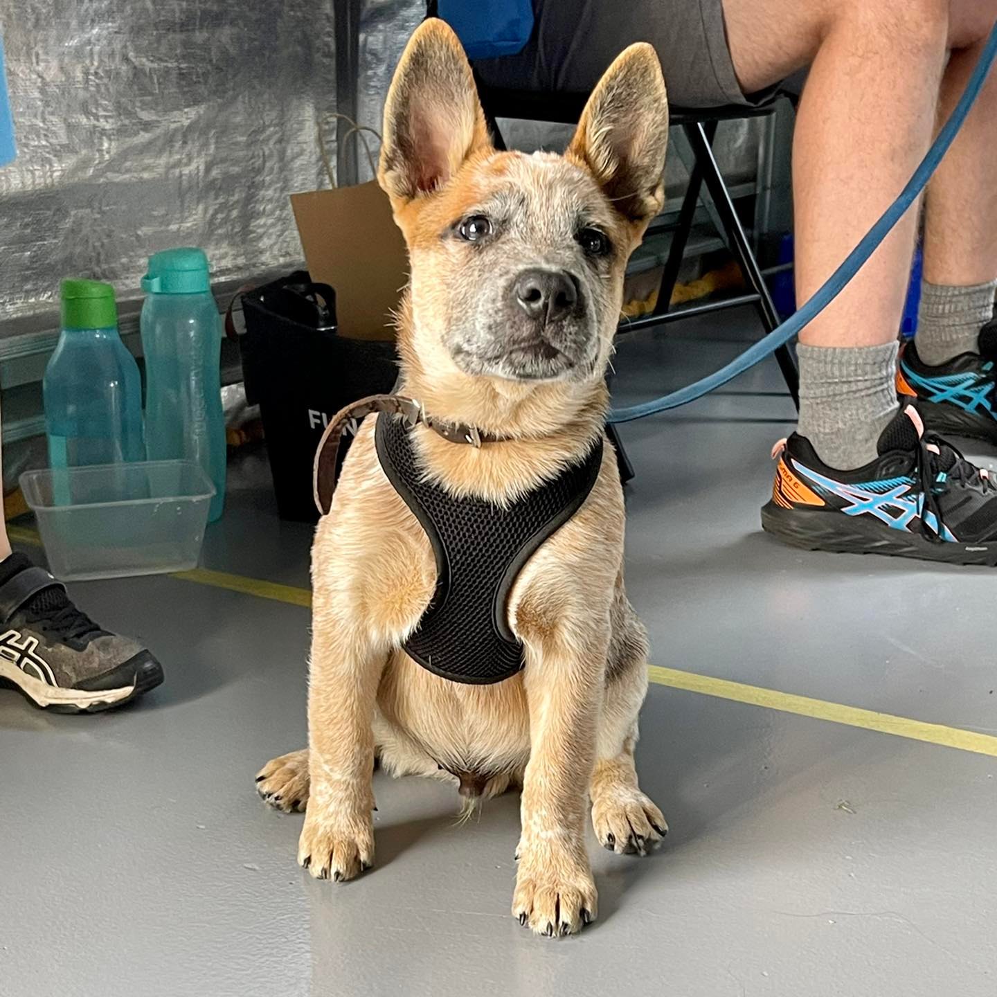 A puppy named Rusty sitting down