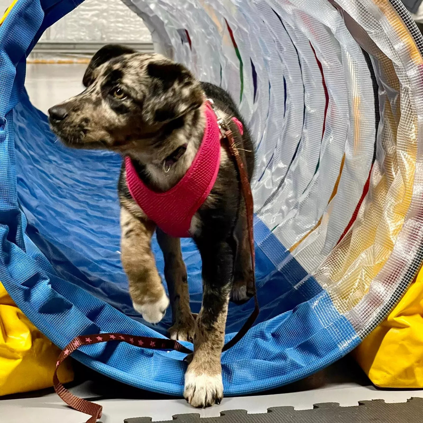 Soxx, a puppy, walking through a tunnel