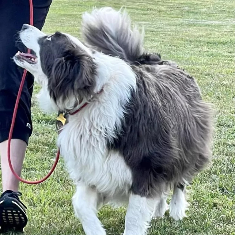 A border collie named Storm heeling