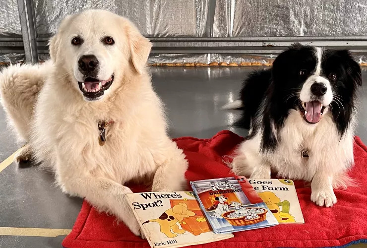 Two dogs with three story books