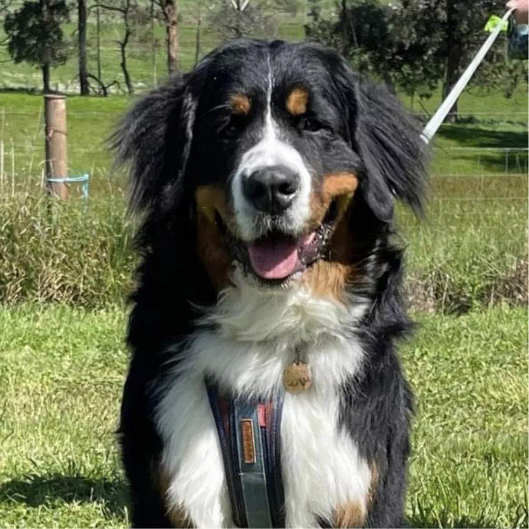 Sully, a Bernese mountain dog, smiling at the camera