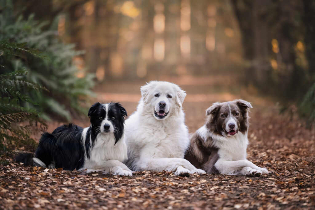 Zani, Murphy & Fox